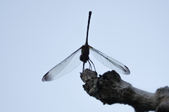 Dythemis nigra