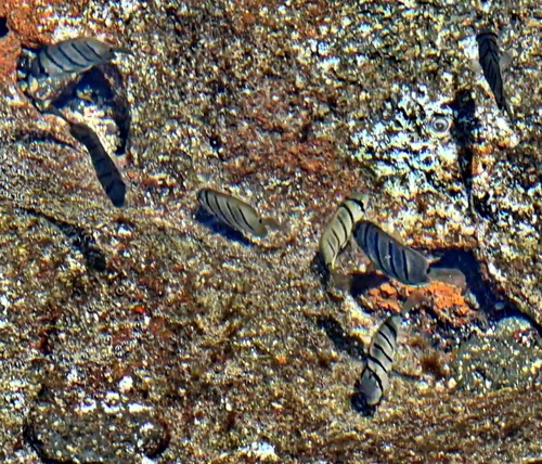 Acanthurus sandvicensis