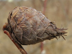 Rabdophaga salicisgnaphalioides