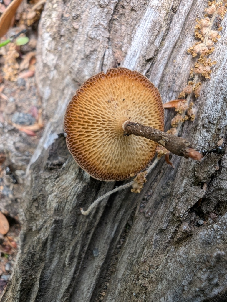 Lentinus arcularius · April 2026 · photo: © atsushi_nakajima_cirque (iNaturalist, cc-by)