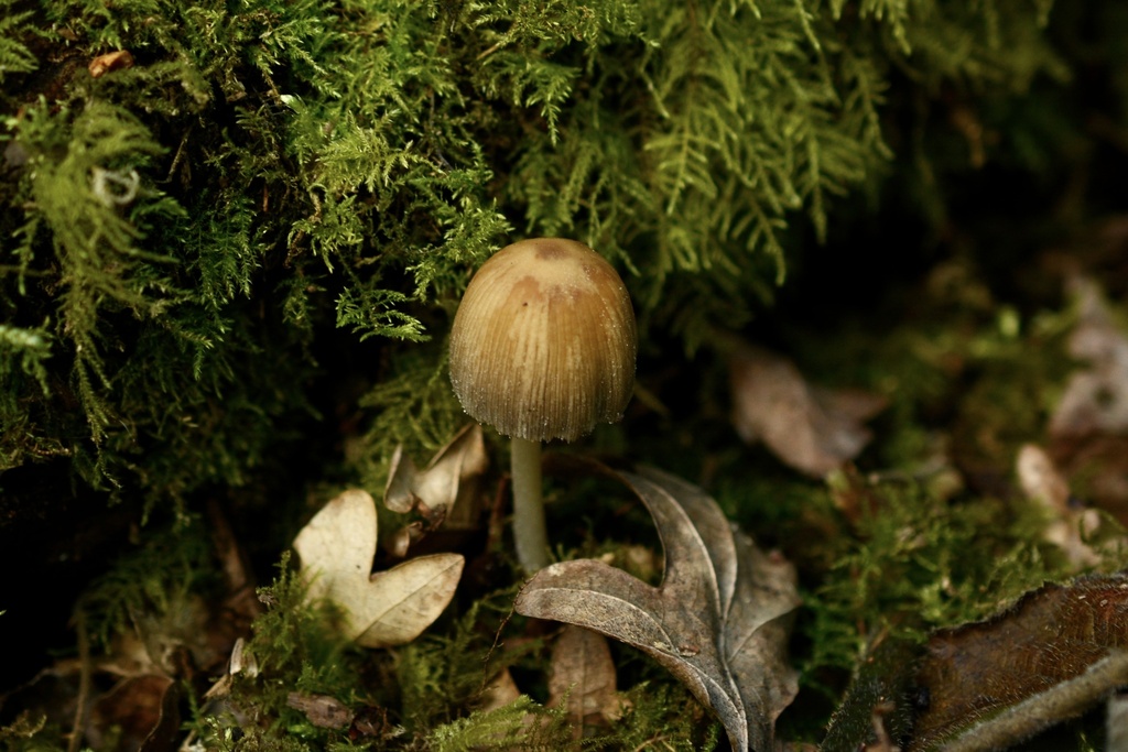 Micacei · April 2026 · photo: © cryptomarasmius (iNaturalist, cc-by)