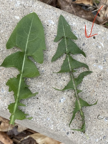 Taraxacum erythrospermum