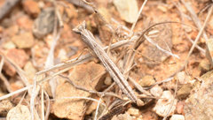 Litaneutria ocularis