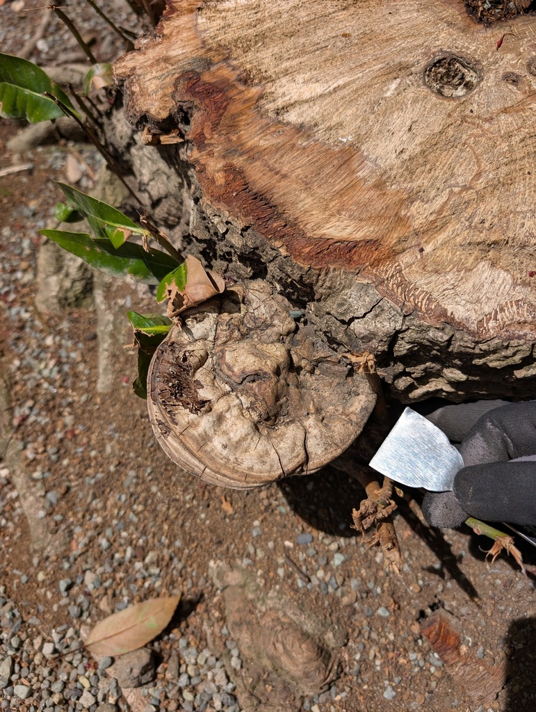 Ganoderma applanatum · April 2026 · photo: © atsushi_nakajima_cirque (iNaturalist, cc-by)