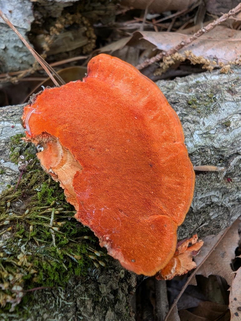 Trametes coccinea · April 2026 · photo: © atsushi_nakajima_cirque (iNaturalist, cc-by)
