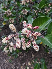 Rhus ovata