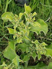 Mesembryanthemum crystallinum