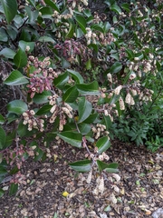 Rhus ovata
