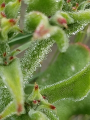 Mesembryanthemum crystallinum