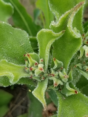 Mesembryanthemum crystallinum