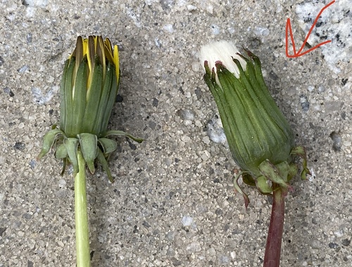 Taraxacum erythrospermum