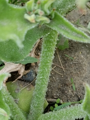 Mesembryanthemum crystallinum