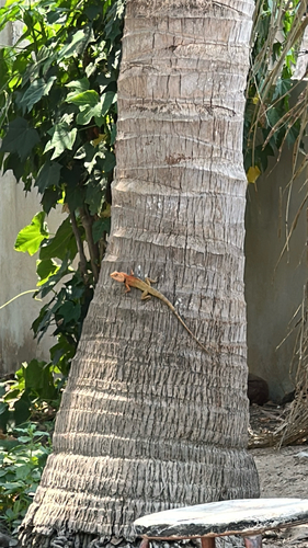 Indochinese Garden Lizard