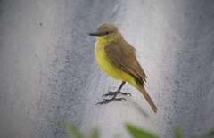 Machetornis rixosa