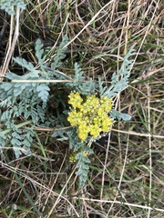 Cymopterus longipes