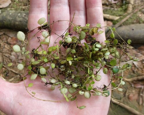Roundleaf Peperomia