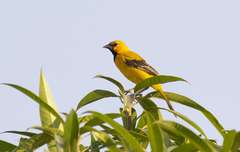 Icterus nigrogularis