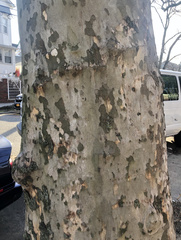 Platanus × hispanica