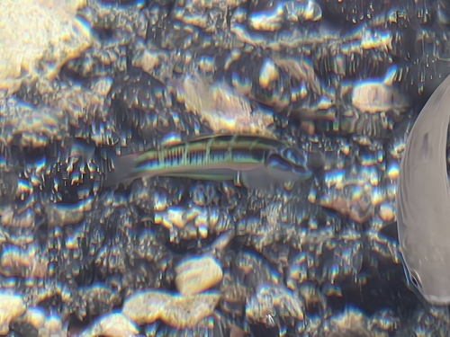 Thalassoma pavo