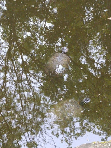 Trachemys scripta