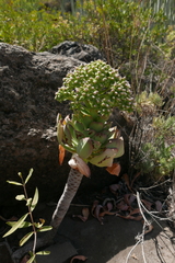 Aeonium urbicum