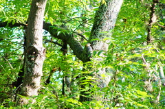 Melanerpes aurifrons