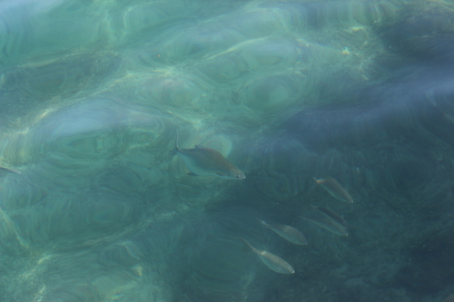 Photo of Leerfish (Lichia amia)