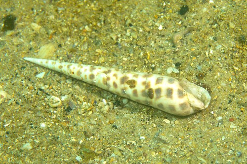 Terebra areolata observed 2026-04-17