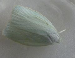 Nymphostola galactina