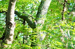 Melanerpes aurifrons