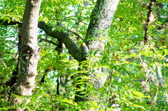 Melanerpes aurifrons