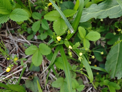 Potentilla freyniana, photograph 5