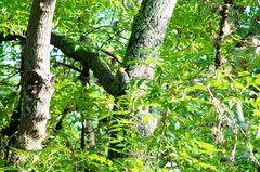 Melanerpes aurifrons