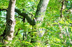 Melanerpes aurifrons