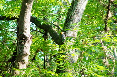 Melanerpes aurifrons