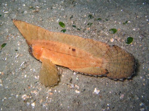 Cockatoo Waspfish