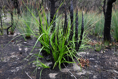 Gahnia clarkei, photograph (c) Bryce Watts-Parker, some rights reserved (CC BY)