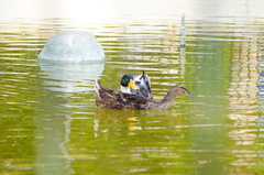 Anas platyrhynchos domesticus