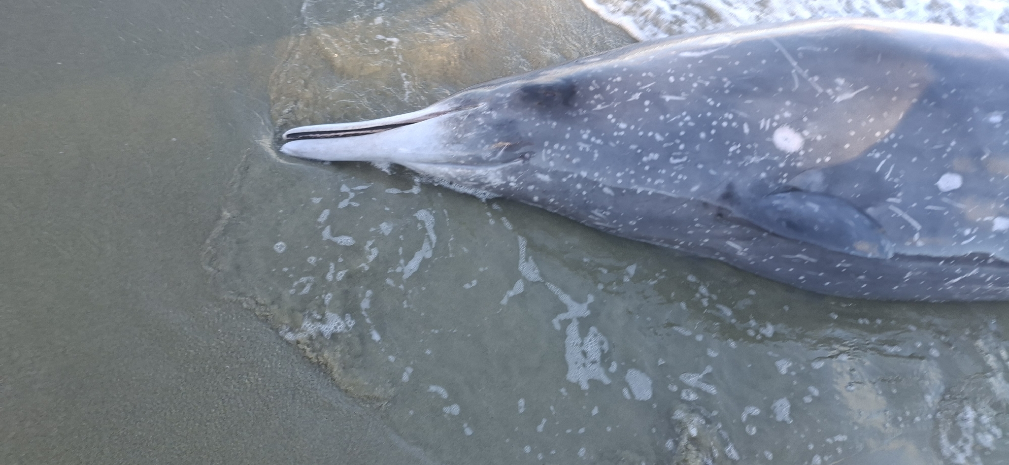 Mesoplodon grayi