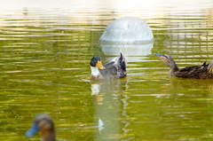 Anas platyrhynchos domesticus