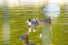 Anas platyrhynchos domesticus