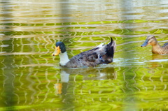 Anas platyrhynchos domesticus