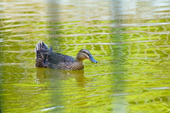 Anas platyrhynchos domesticus