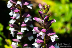 Acanthus mollis