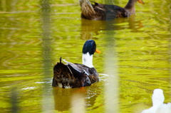 Anas platyrhynchos domesticus