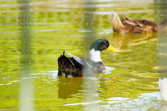 Anas platyrhynchos domesticus