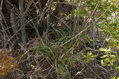 Asphodelus tenuifolius