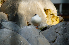 Anas platyrhynchos domesticus