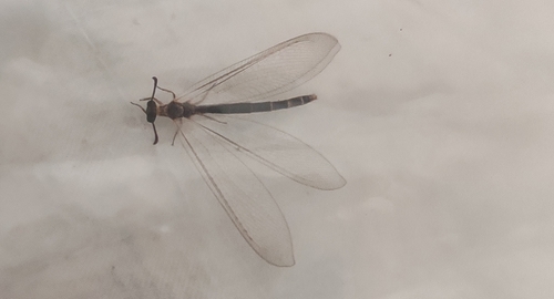 Neleon immanis