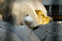 Anas platyrhynchos domesticus